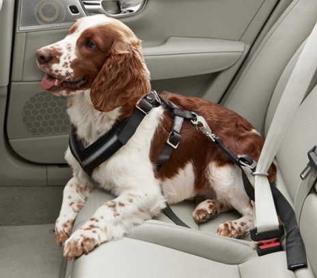 Volvo Köpek Kemeri ( Tasması ) 31470401